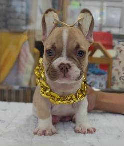 FRENCH BULLDOG PUPPIES FB256🌻Cute Puppy Available