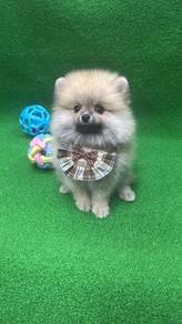 博美女
Pomeranian
Female
F-386
Dob ： 10-04-26
