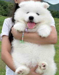 Samoyed