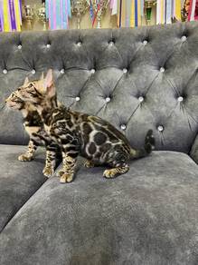 Bengal cat