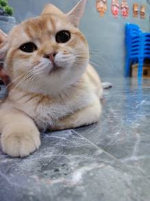pure Bsh golden
