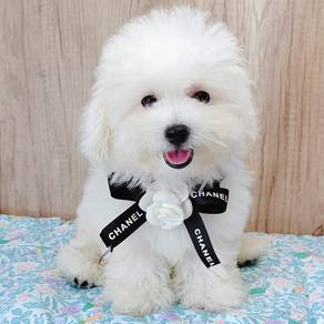 Poodle