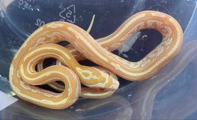 Corn Snake - Butter Tessera