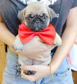 Pug