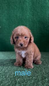 poodle