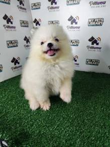 Pomeranian parti color