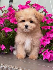 Maltipoo 3
