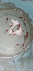 cuppy red koi 
