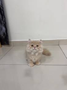 Napoleon Munckin kitten
