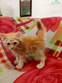 Kucing DLH