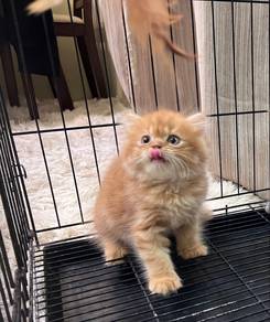 DLH Kitten oyen