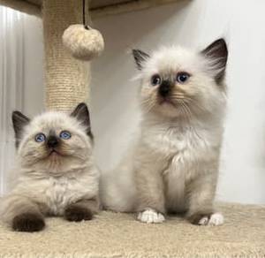 Ragdoll seal point male