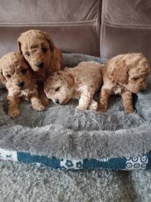 poodle with MKA 