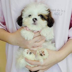 Shih Tzu