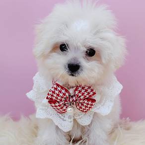 Bichon