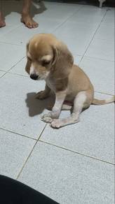 Beagle Lemon