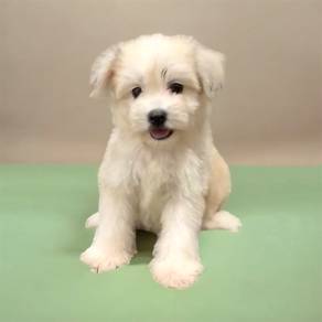 Pomachon puppy