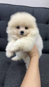 Pomeranian Female F-308Dob : 18-07-26