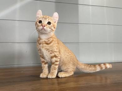 American Curl (Female)
