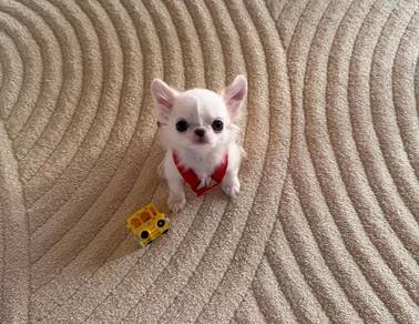Chihuahua