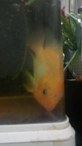 ikan parrot 