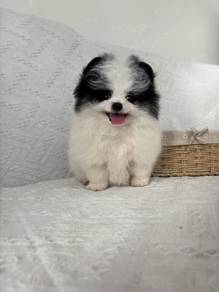 hhhh_G3022 Pomeranian funny playful pet dogs