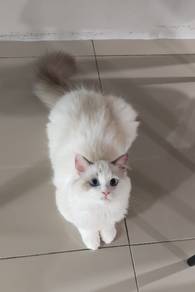 Ragdoll Cat 古晋布偶猫