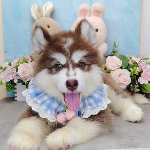 Wooly Husky