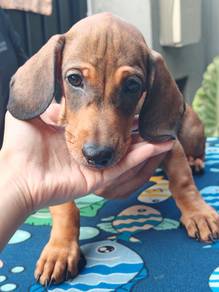 Rare red tan sable widow's Peak dachshund
