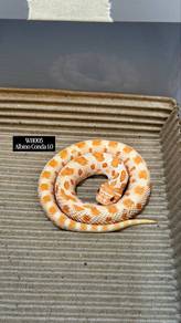 Hognose Albino Conda（all male）