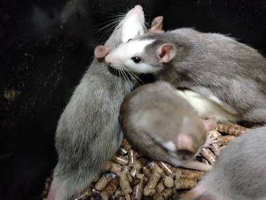 fancy rat 