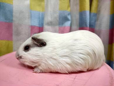 Guinea Pig