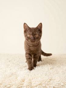 bsh