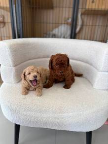 mini teacup poodle 6