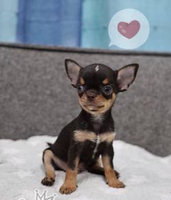 CHIHUAHUA PUPPIES 211🌷Head Apple Cute Dog Boy
