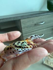 Leopard Gecko, 1 Set with Cage, Premium Type, Rare