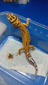 Leopard Gecko 