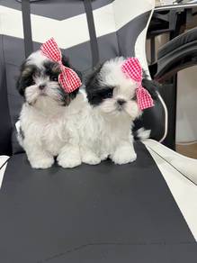 Maltipoo puppies puppy