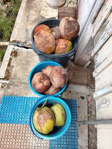 kelapa tua 