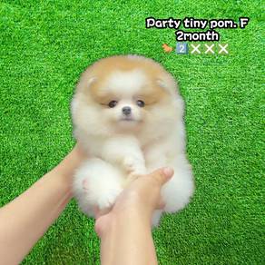 tiny bear pomeranian 
