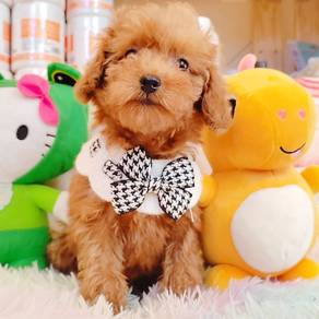 Poodle