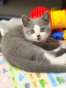 Bsh