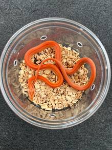 spider tarantula snake hypo corn