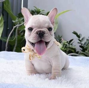 FRENCH BULLDOG PUPPIES VIP256🌻Cute & Healthy Boy