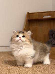 Import Golden & White Munchkin