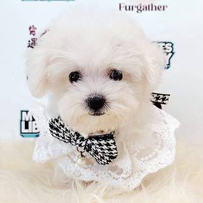 Bichon Frise