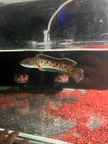 Channa Cobra Auranti Sabah 5inch