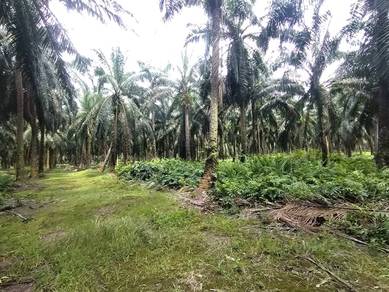 Agricultural Land in Banting, SGR