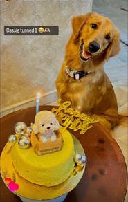 golden retriever