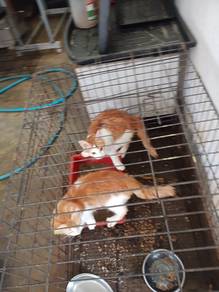Kittens Cat free of charge